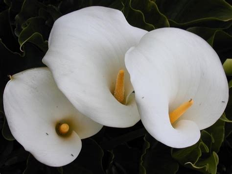 calla tatuaggio significato|LA CALLA: INDICA RAFFINATEZZA, BELLEZZA E。